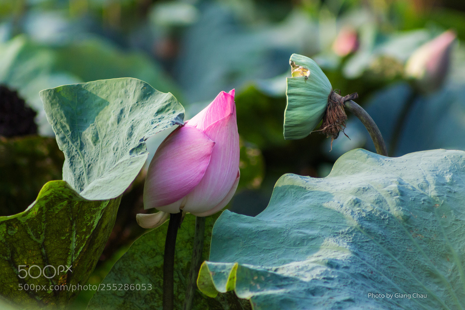 Canon EOS 60D sample photo. Lotus photography