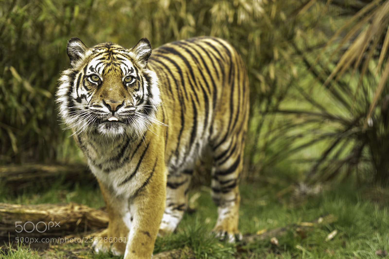 Nikon D5 sample photo. Tiger series photography