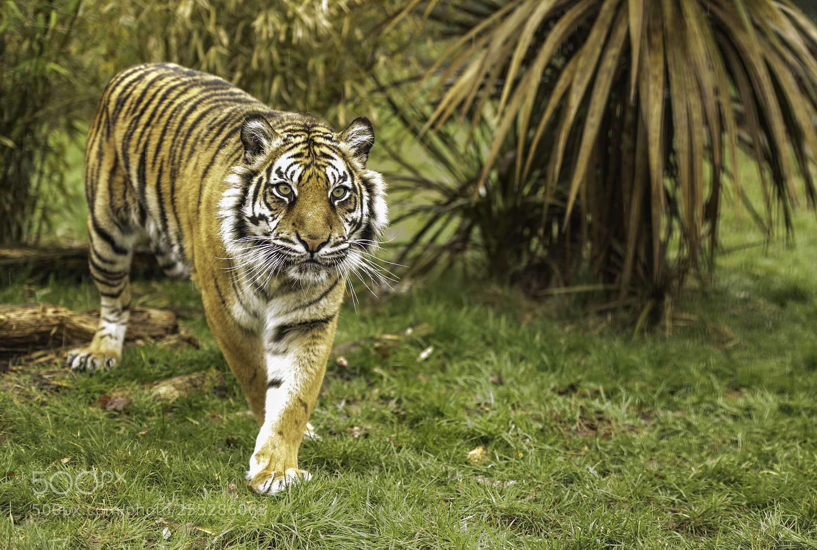 Nikon D5 sample photo. Tiger series photography