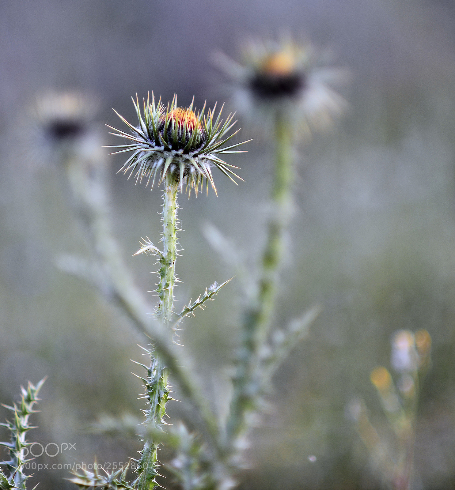 Nikon D800 sample photo. Love hurts photography