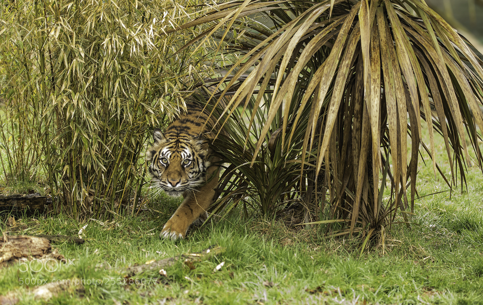 Nikon D5 sample photo. Tiger series photography
