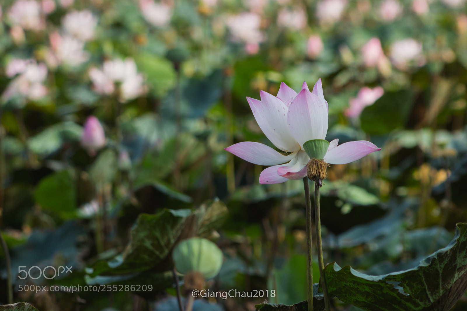 Canon EOS 60D sample photo. Lotus photography