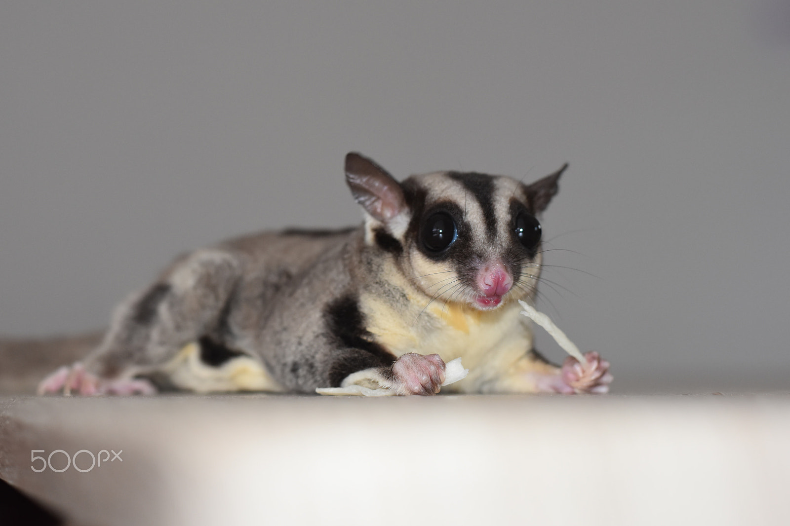Nikon D5600 + Nikon AF-S Nikkor 50mm F1.8G sample photo. Classic grey sugar glider photography