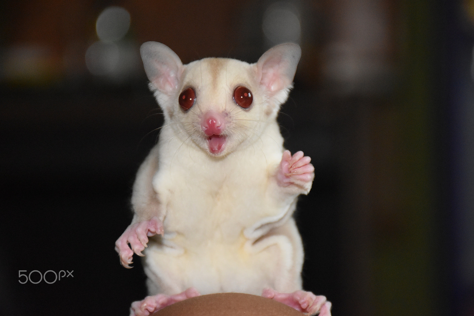 Nikon D5600 sample photo. Cremeino sugar glider photography