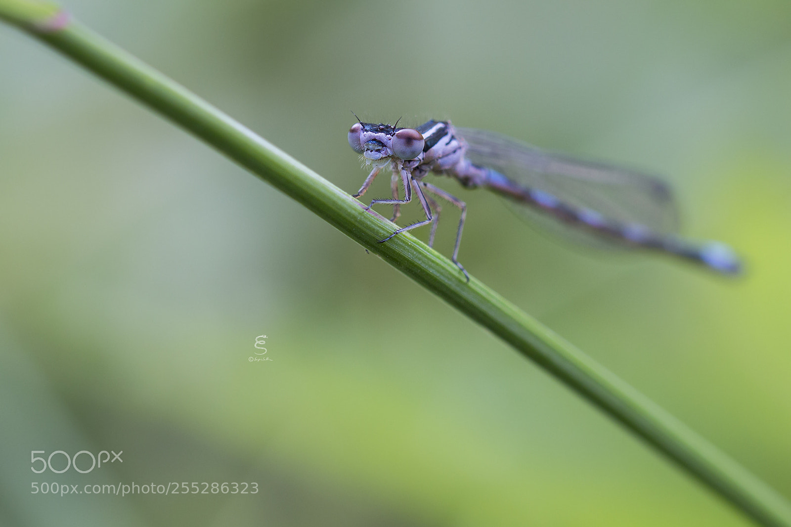 Canon EOS 700D (EOS Rebel T5i / EOS Kiss X7i) sample photo. Coenagrion cfr. mercuriale photography