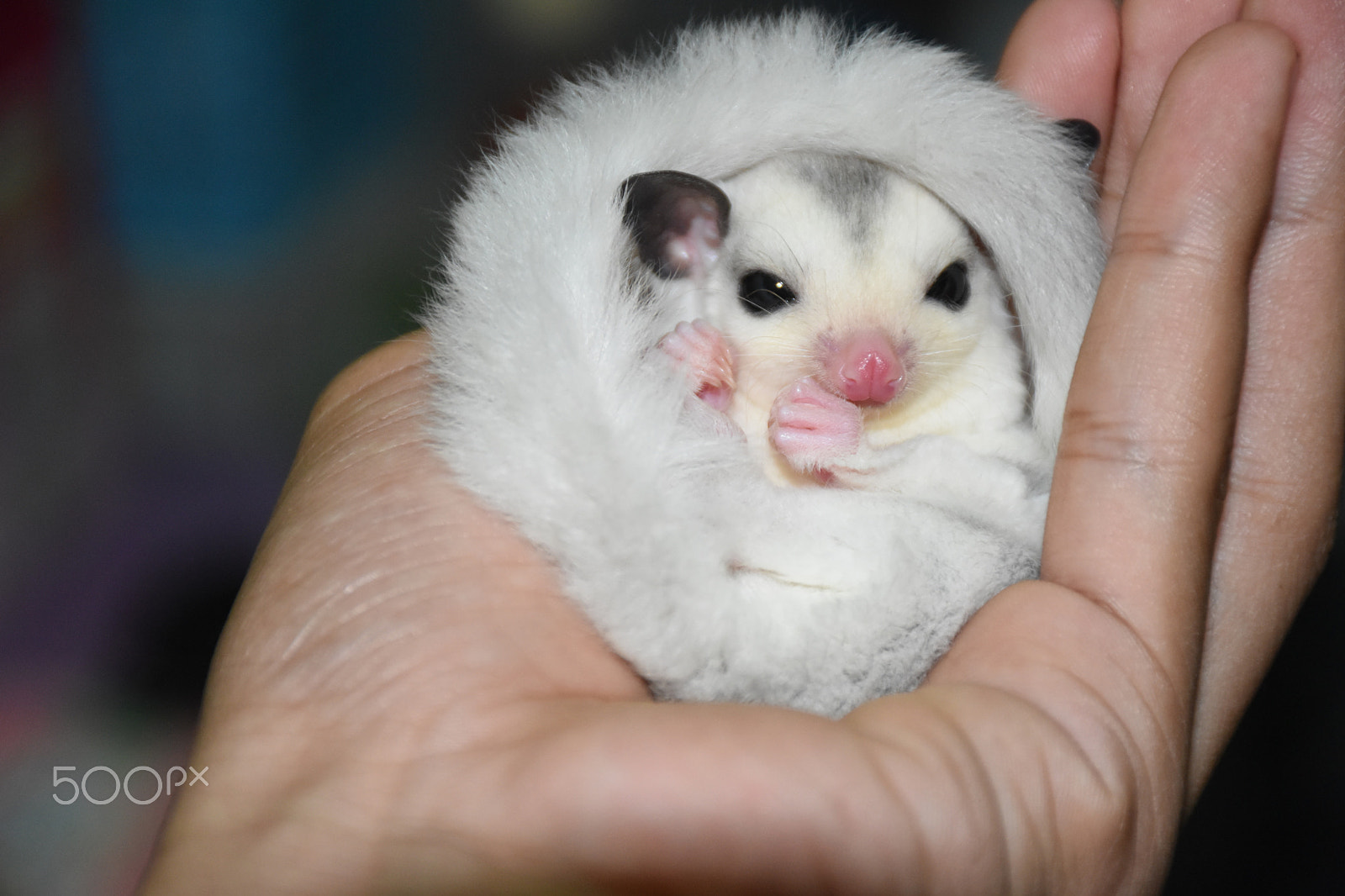 Nikon D5600 sample photo. Mosaic sugar glider photography