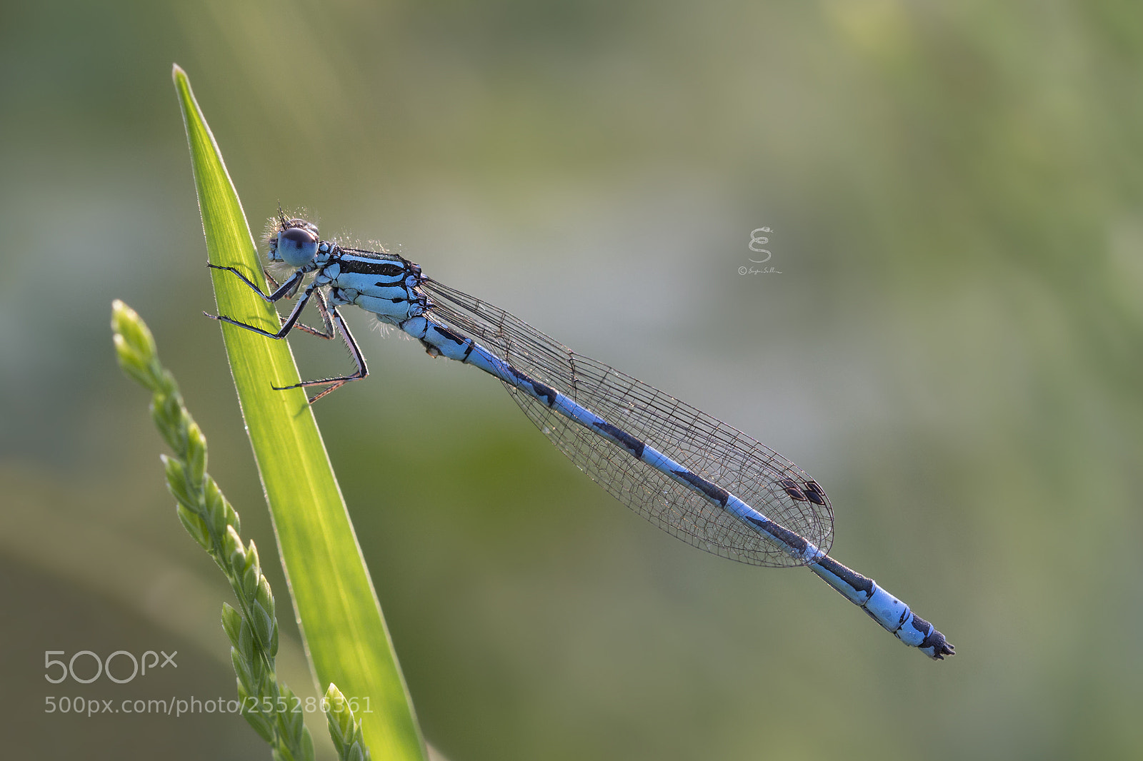 Canon EOS 700D (EOS Rebel T5i / EOS Kiss X7i) sample photo. Coenagrion mercuriale ♂ photography