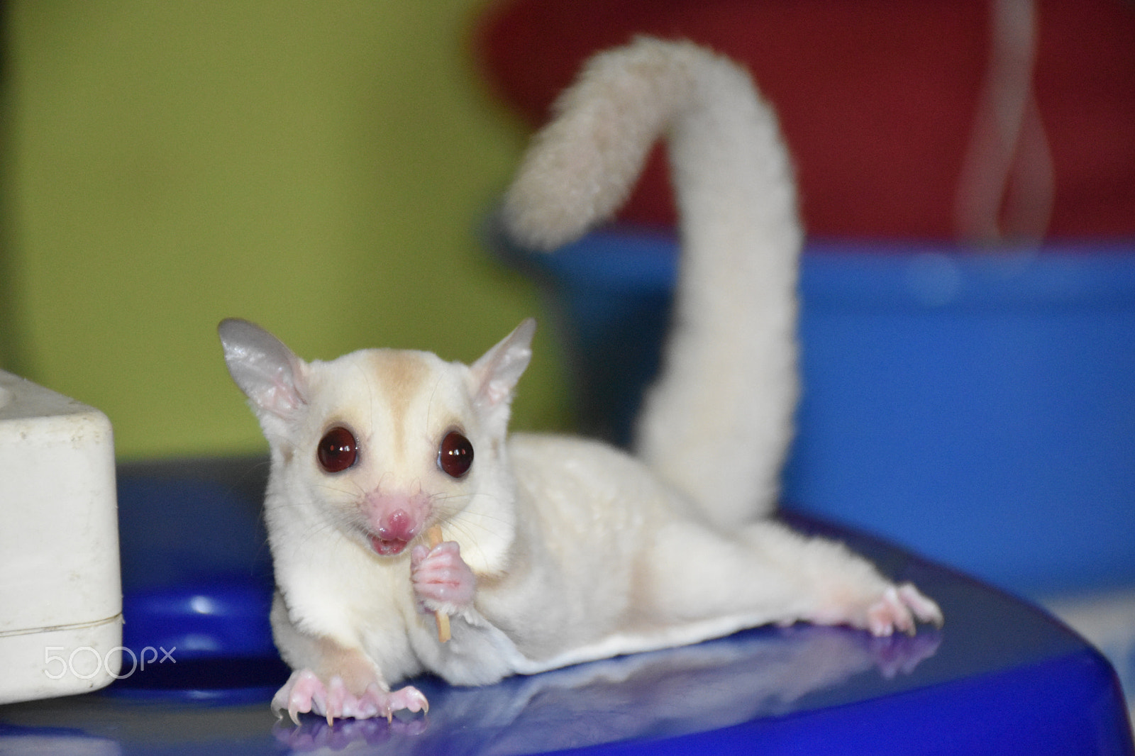 Nikon D5600 sample photo. Cremeino sugar glider photography
