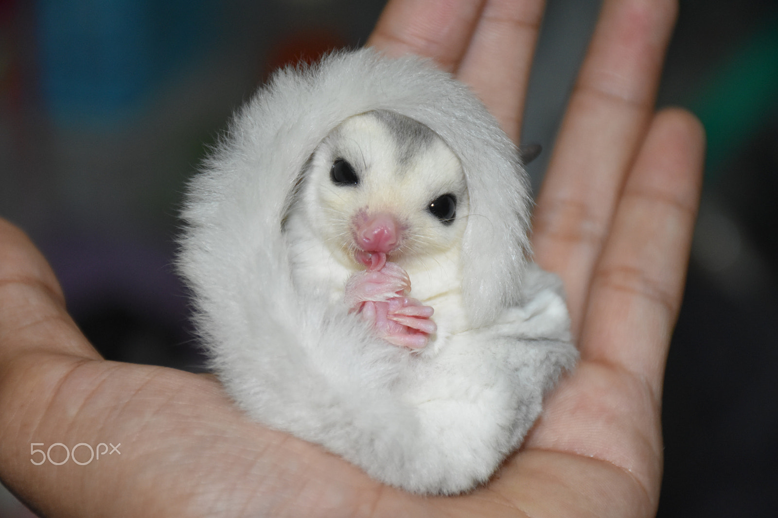 Nikon D5600 sample photo. Mosaic sugar glider photography