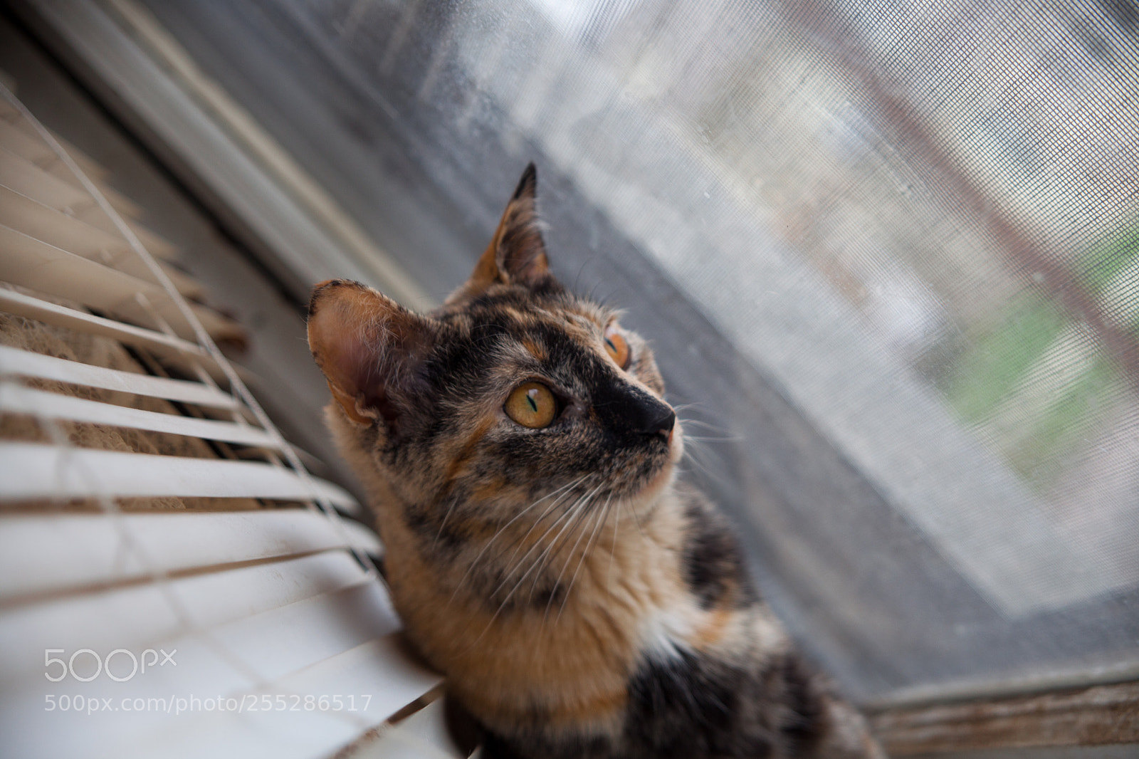 Canon EOS 5D Mark II sample photo. Untitled photography