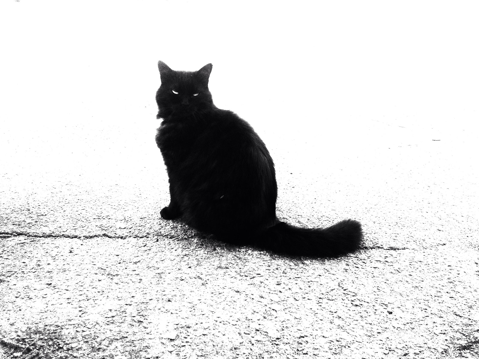 Apple iPhone 5 sample photo. Cat photography