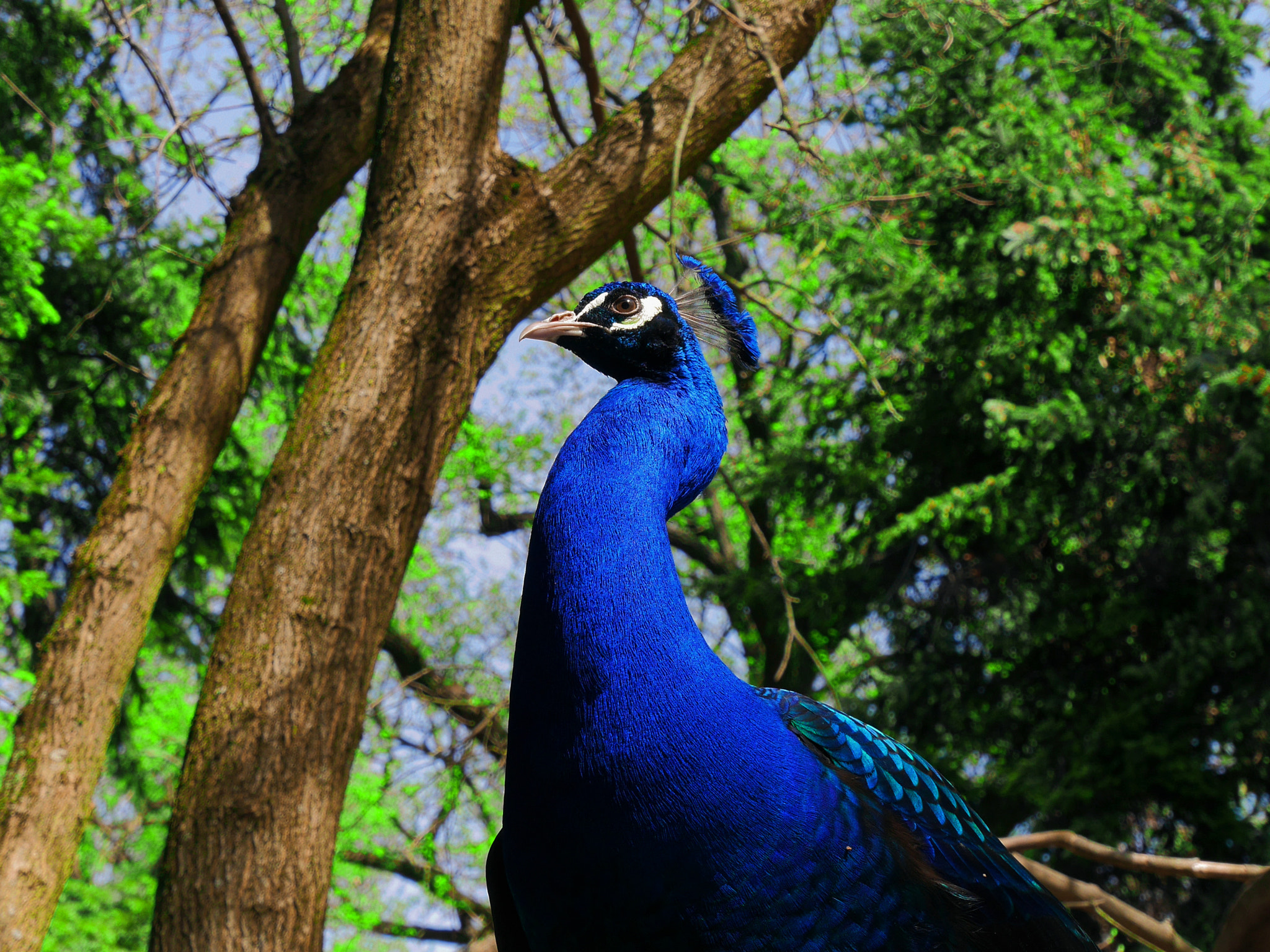 Panasonic Lumix DMC-GF7 sample photo. Peacock photography