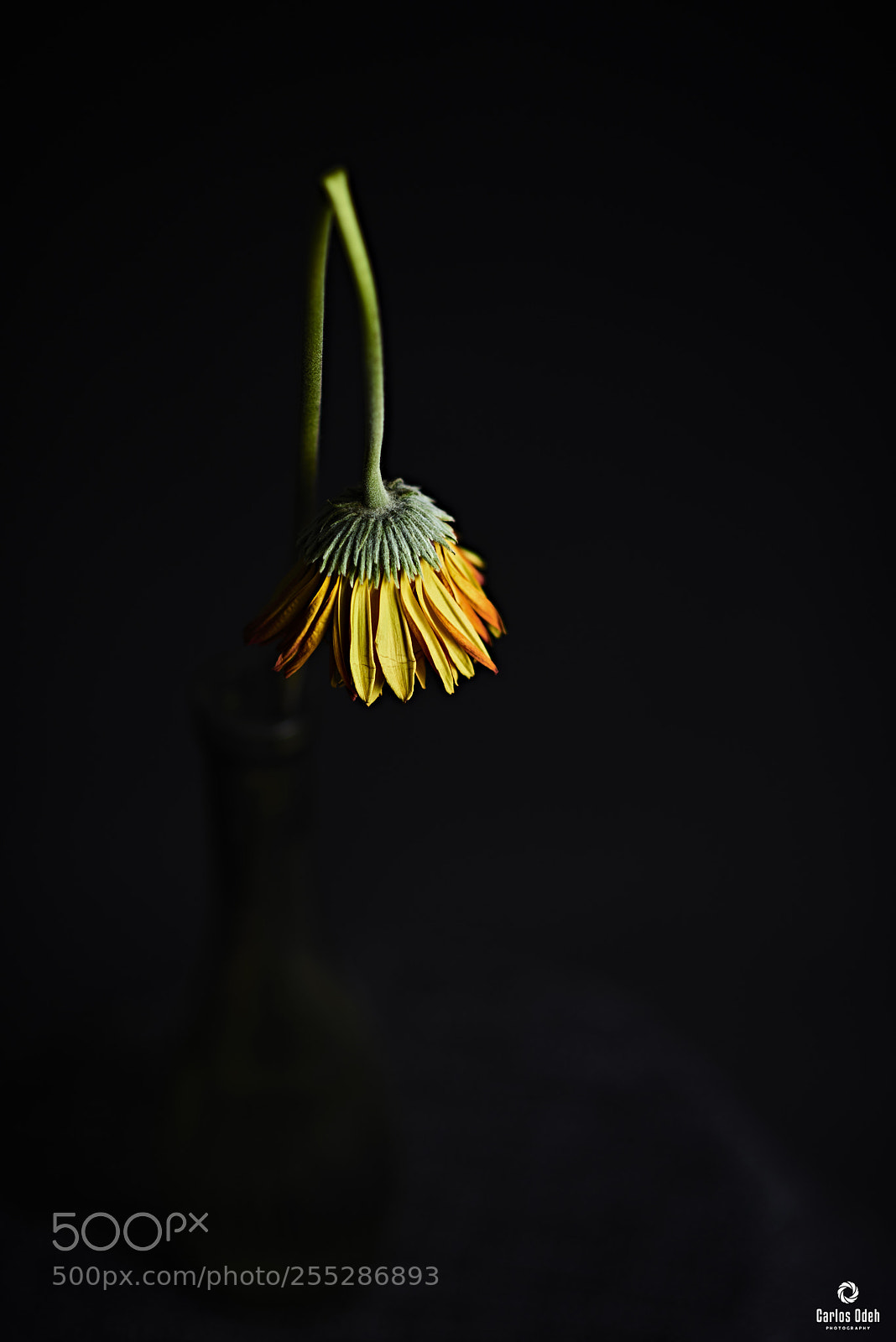 Nikon D810 sample photo. Faded photography