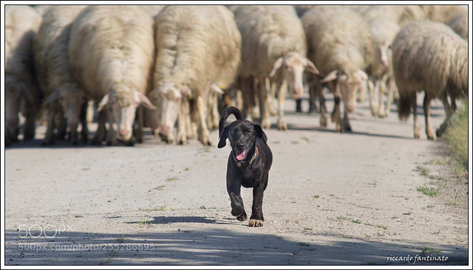 Pentax K-5 sample photo. The flock photography