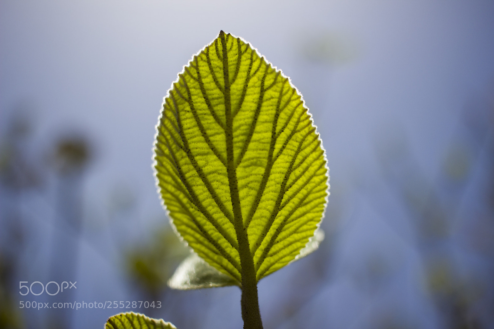 Canon EOS 600D (Rebel EOS T3i / EOS Kiss X5) sample photo. Leaf photography