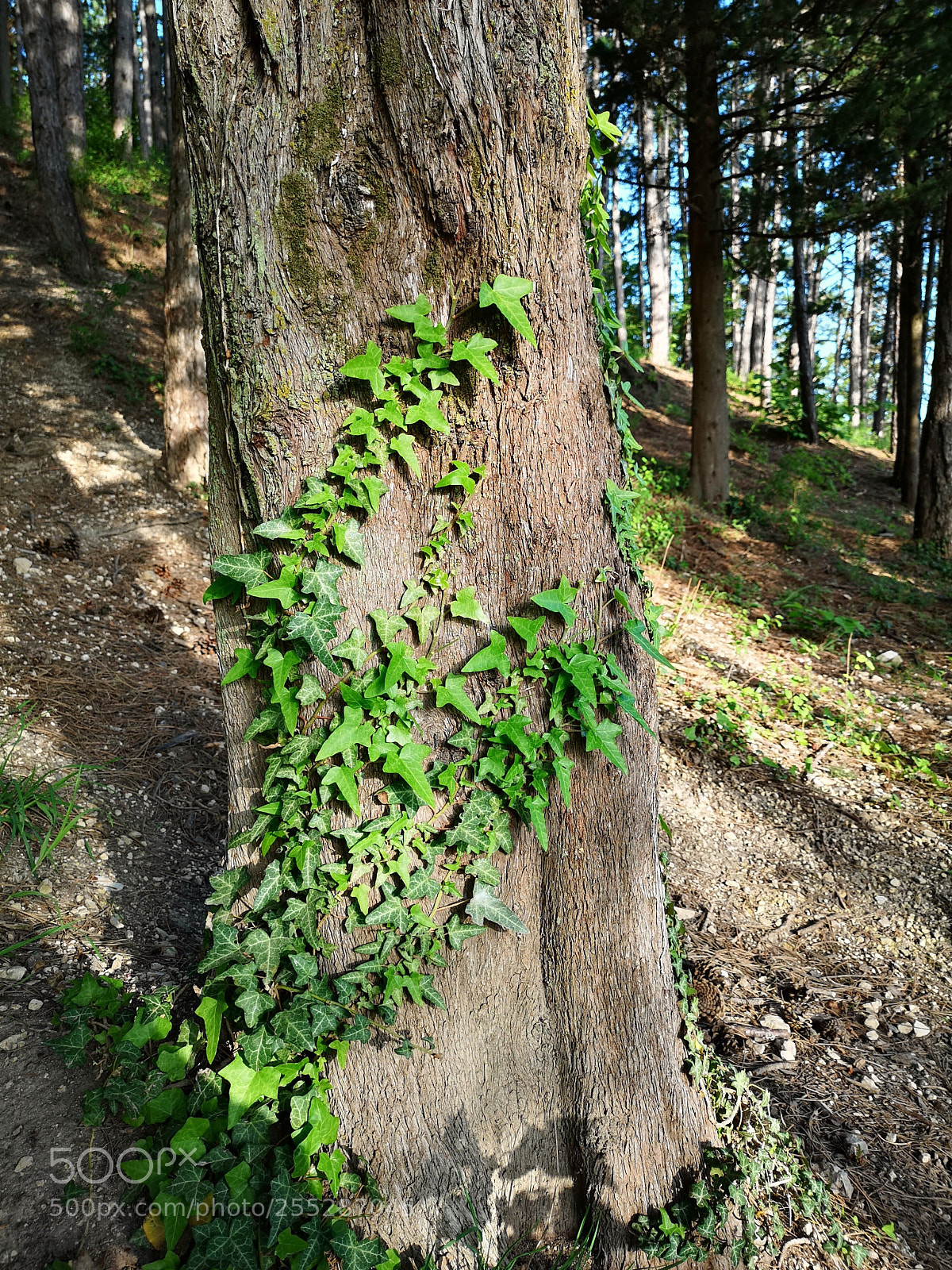 HUAWEI CLT-L29 sample photo. Tree photography