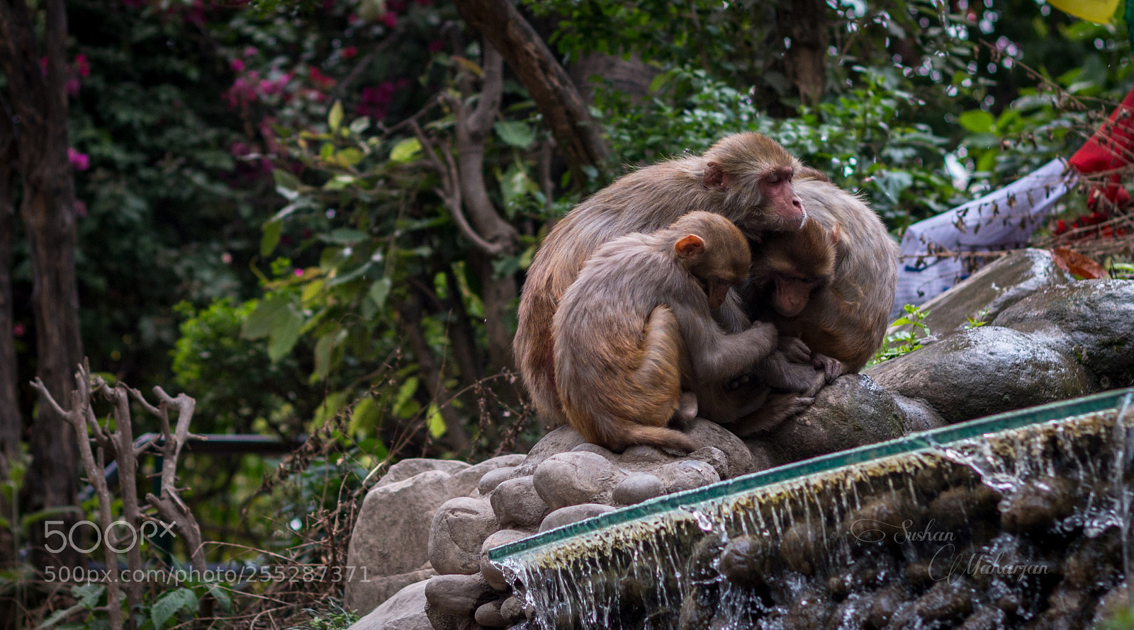 Canon EOS 70D sample photo. Monkeys photography