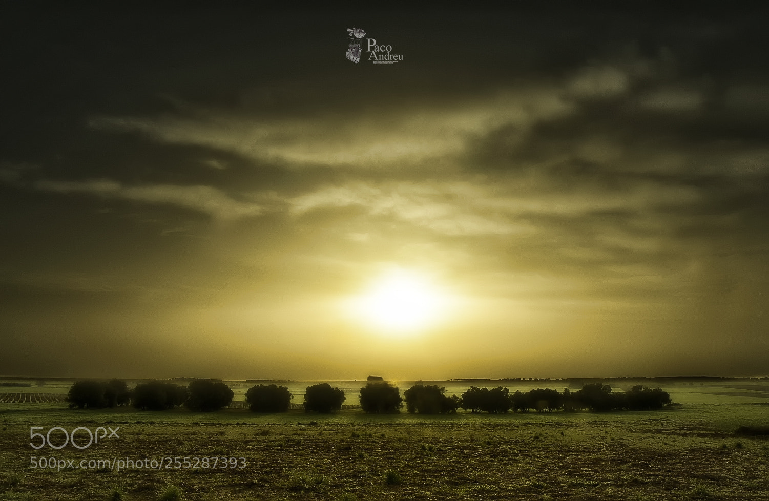 Nikon D7200 sample photo. El olivar. photography