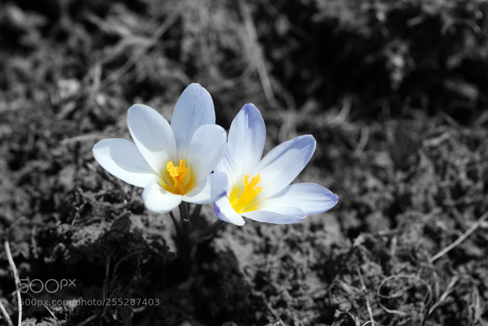 Nikon D80 sample photo. Bahar 2 photography