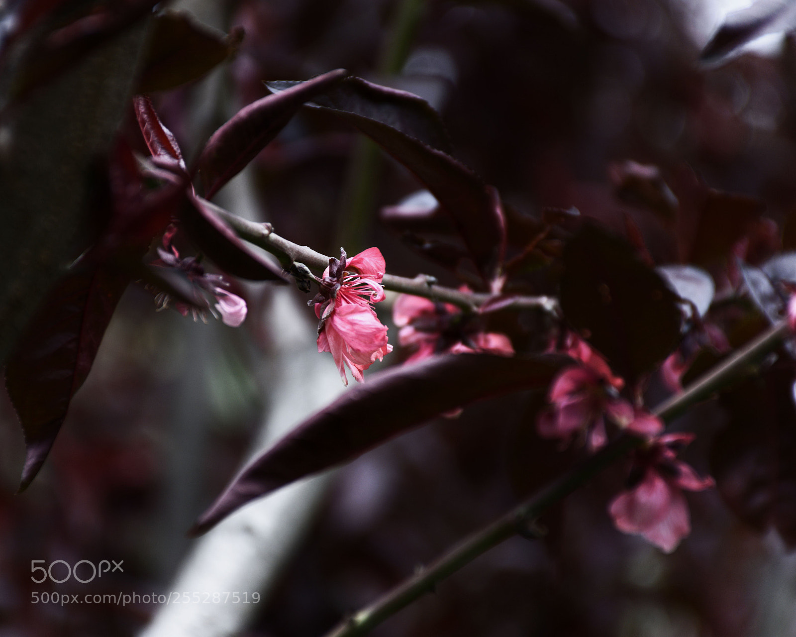 Nikon D7200 sample photo. Untitled photography