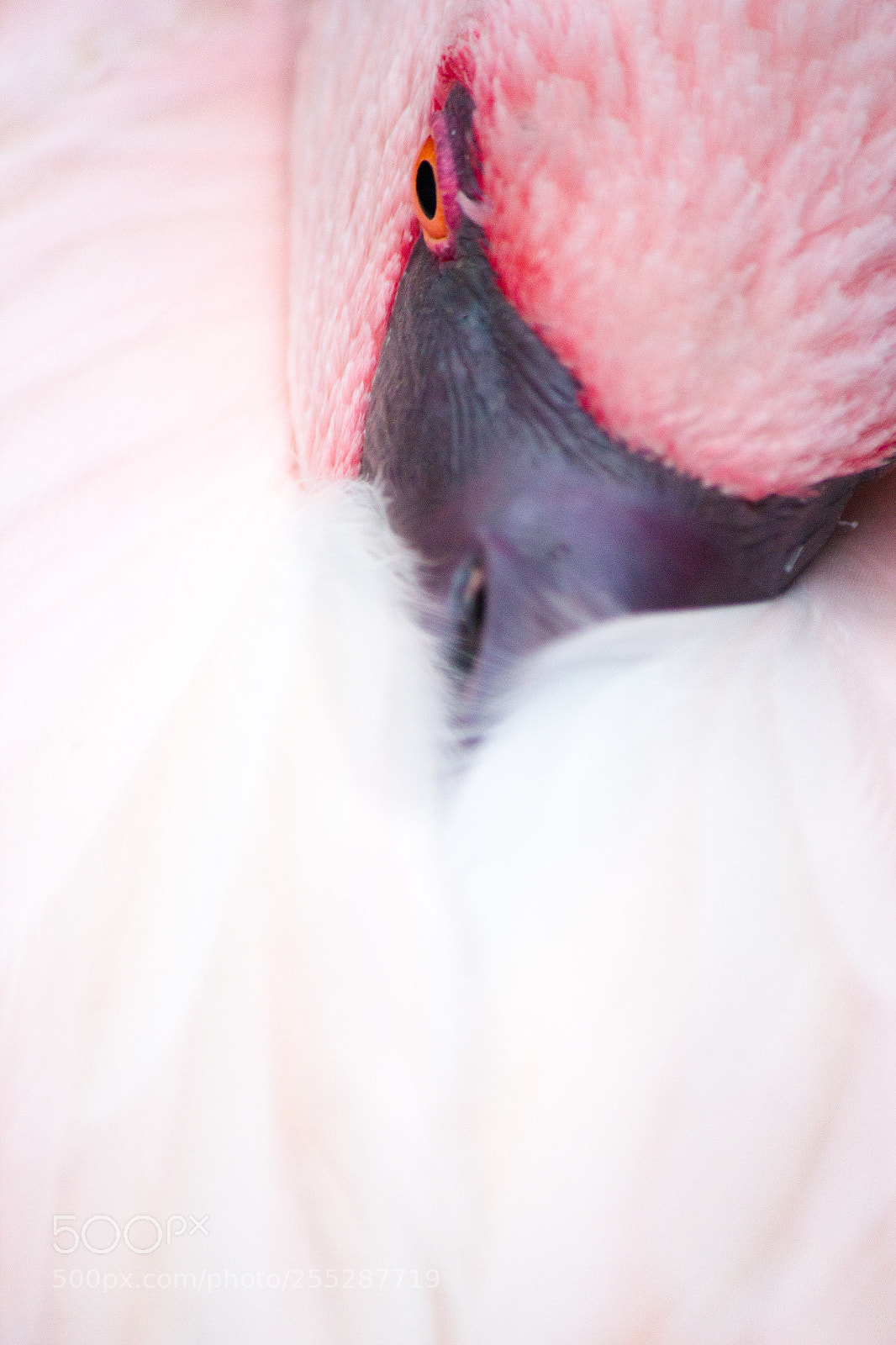 Canon EOS 550D (EOS Rebel T2i / EOS Kiss X4) sample photo. Flamingo photography