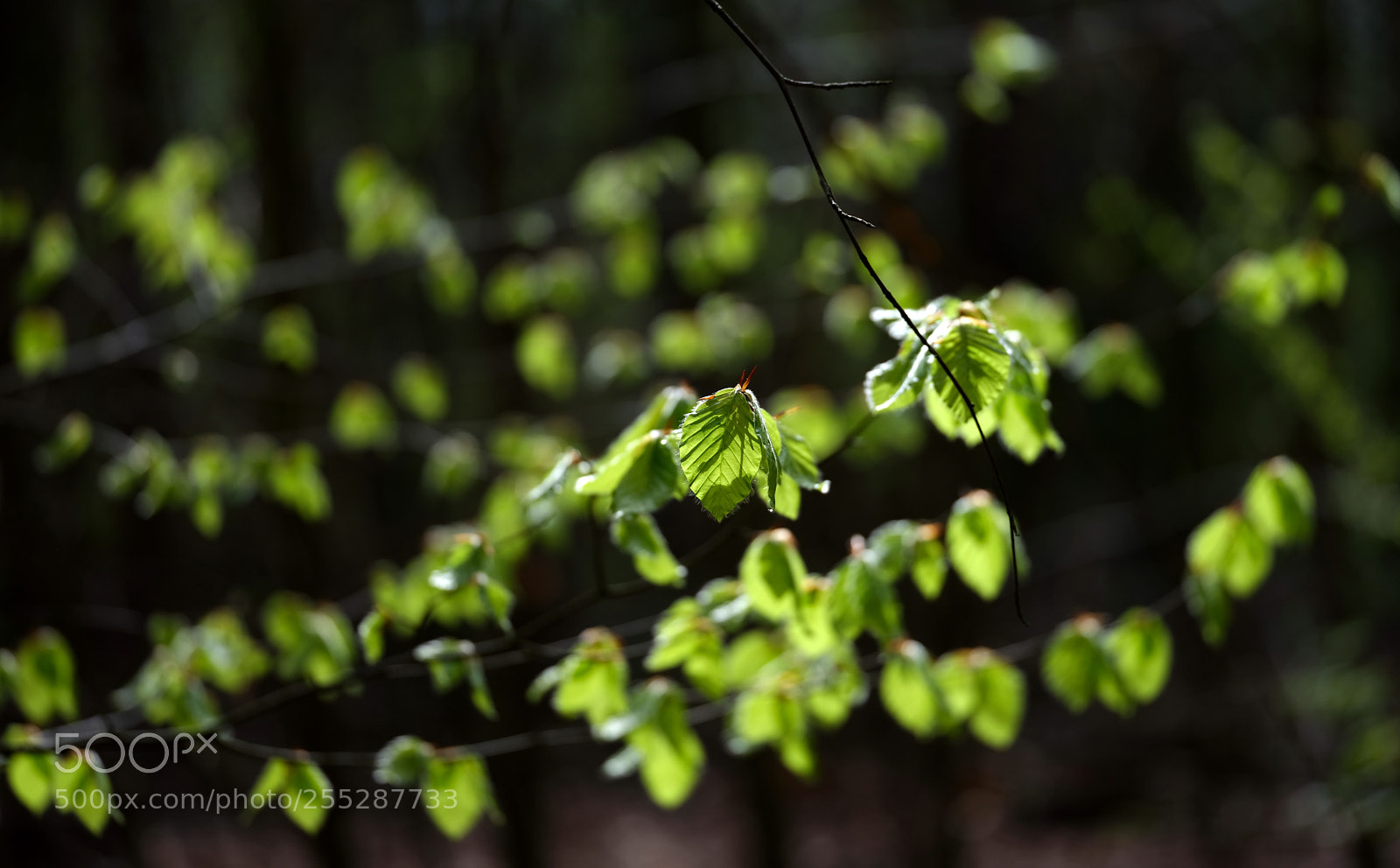 Fujifilm GFX 50S sample photo. Green fairies photography