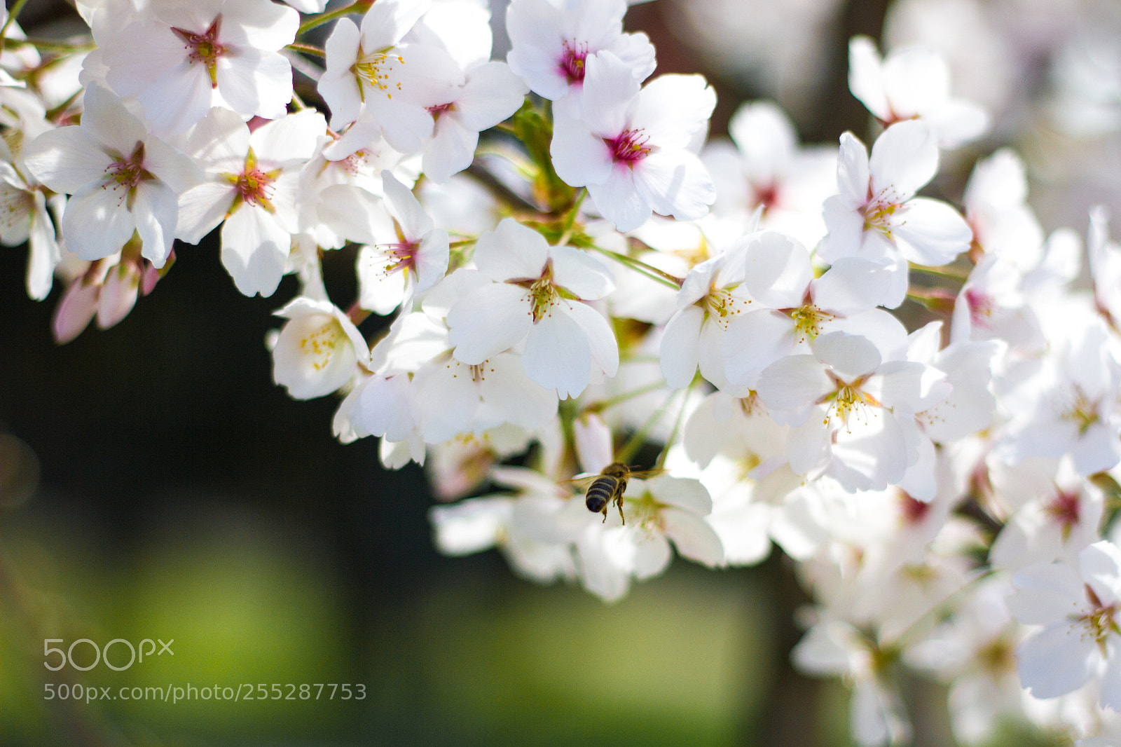 Canon EOS 7D sample photo. Bees have to move photography