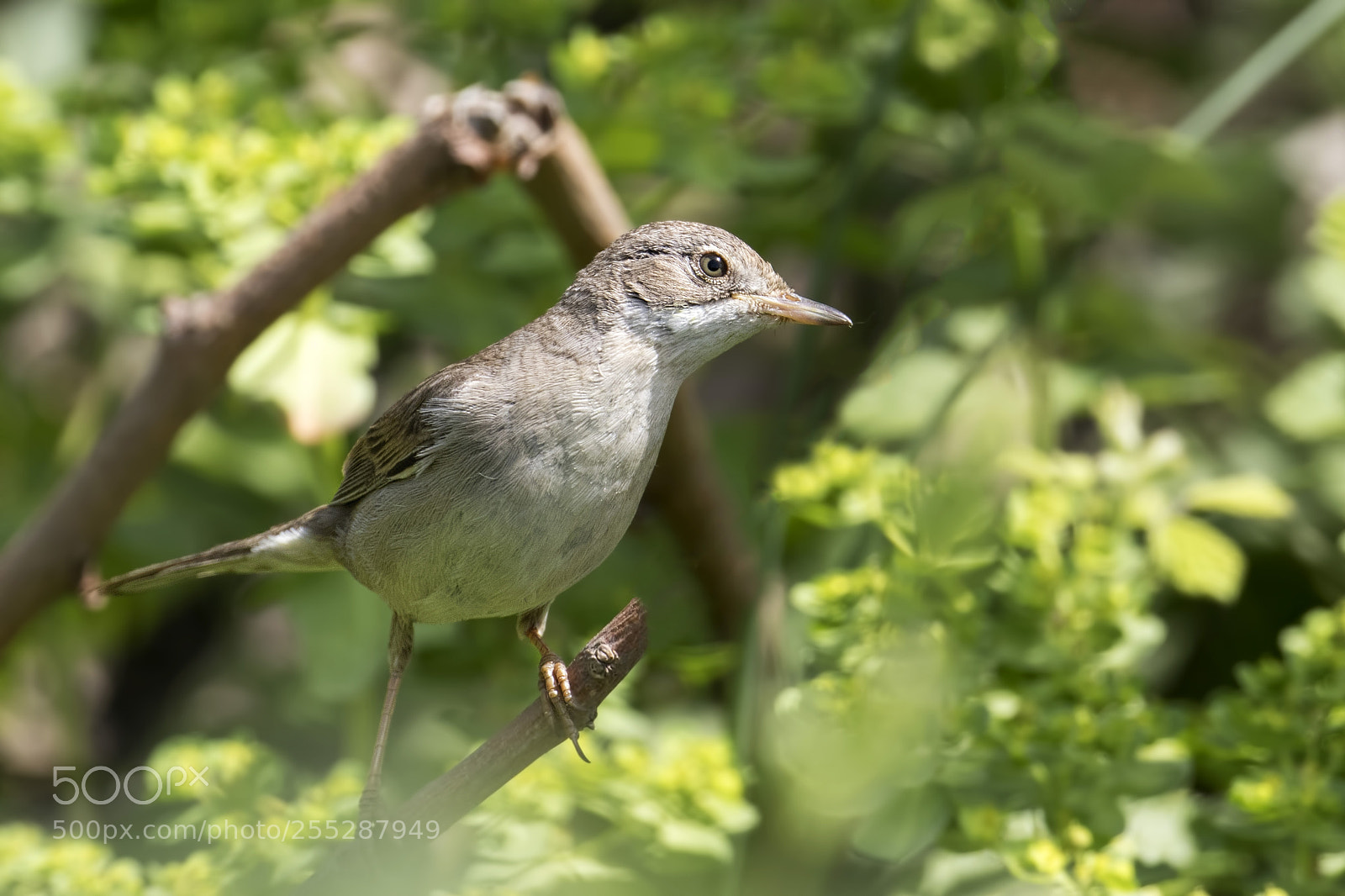 Canon EOS 7D Mark II sample photo. Babbler... photography