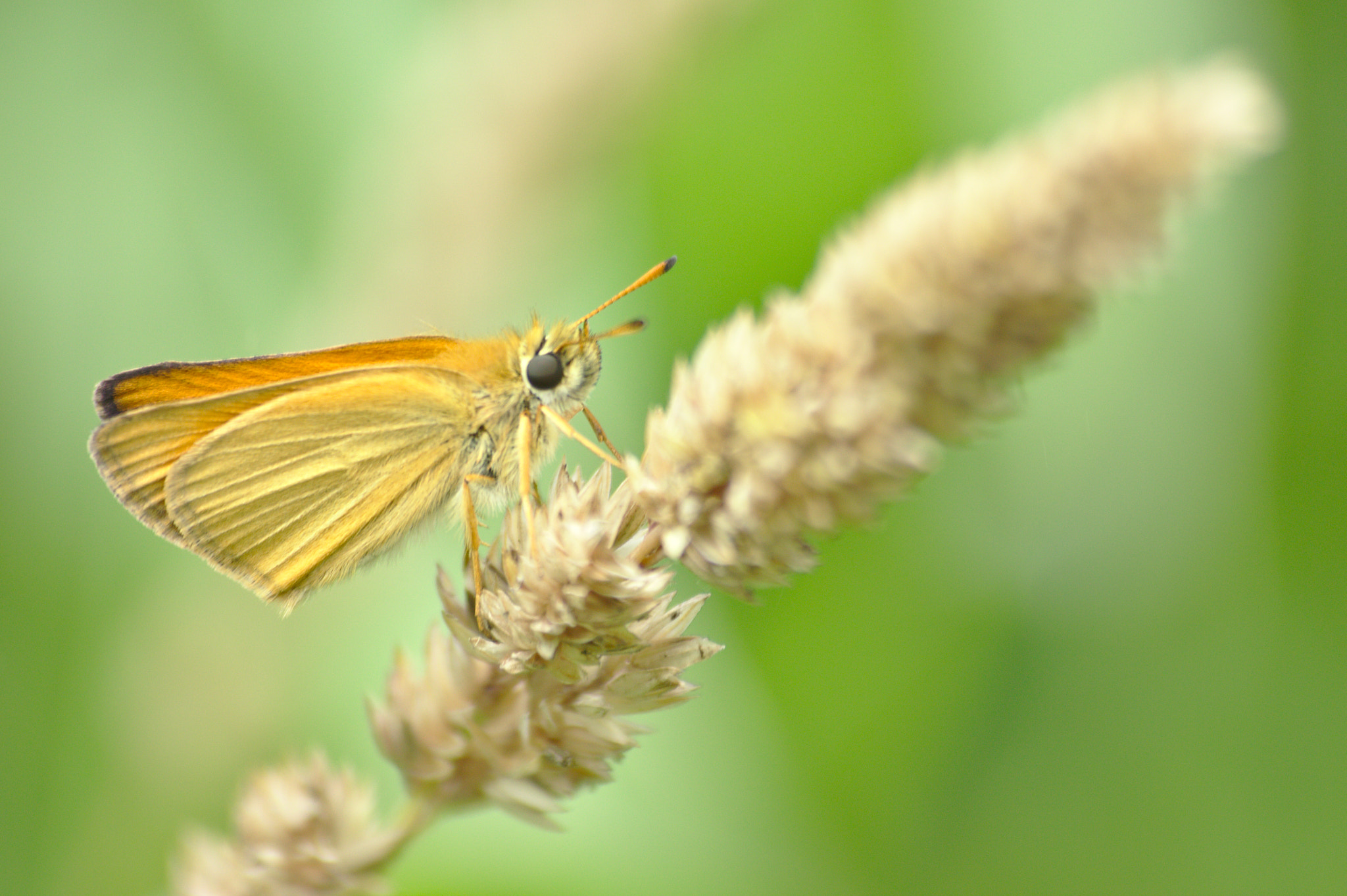 Canon EOS 550D (EOS Rebel T2i / EOS Kiss X4) + Sigma 70-300mm F4-5.6 APO DG Macro sample photo. Thymelicus sylvestris photography