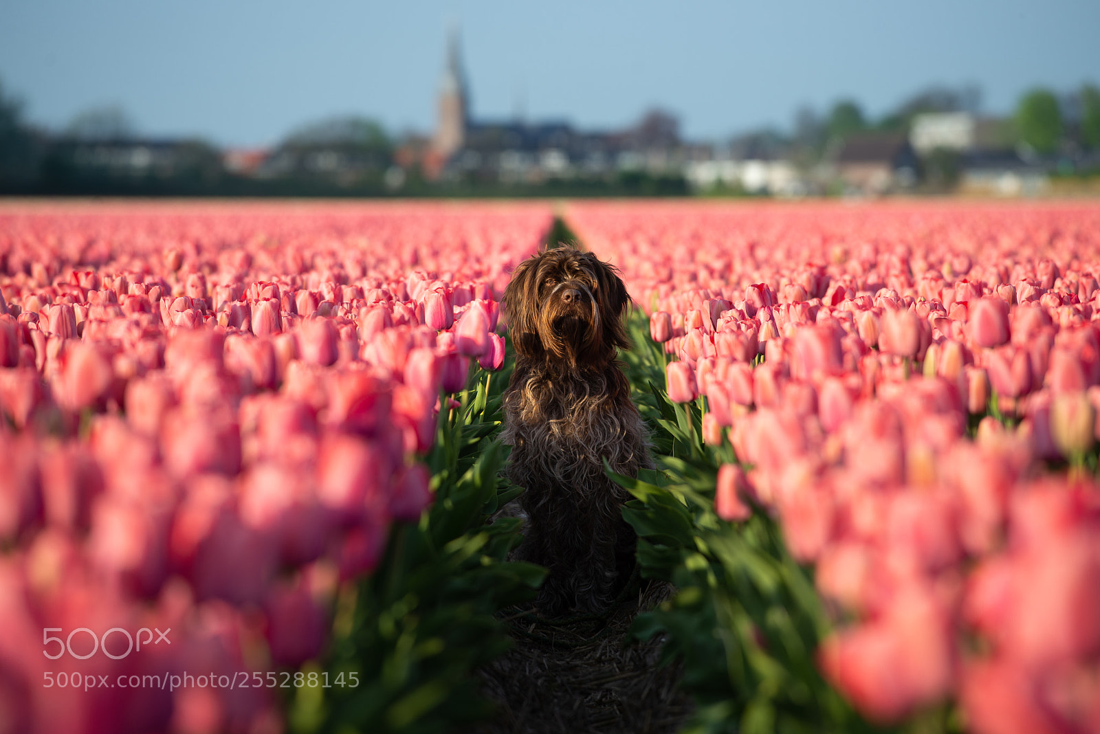 Nikon D600 sample photo. Szyszka posing between tulips. photography