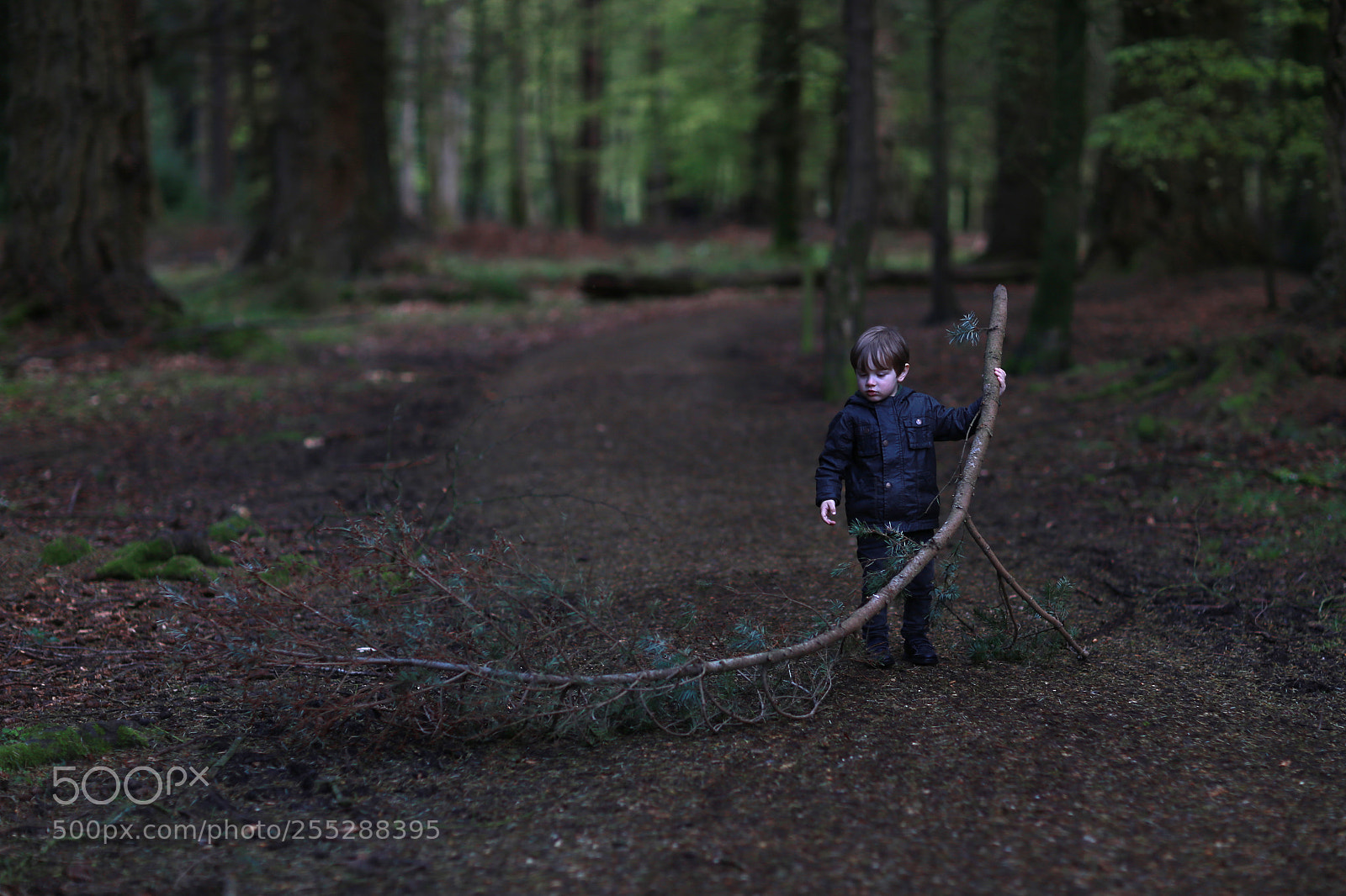 Canon EOS 6D sample photo. Forest photography