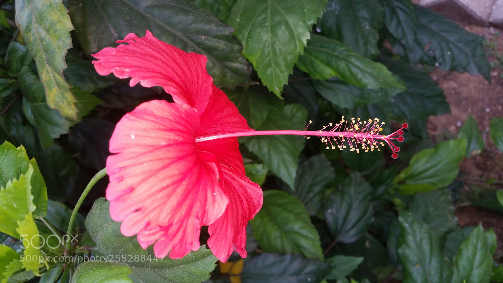 Samsung Galaxy S5 sample photo. Untitled photography