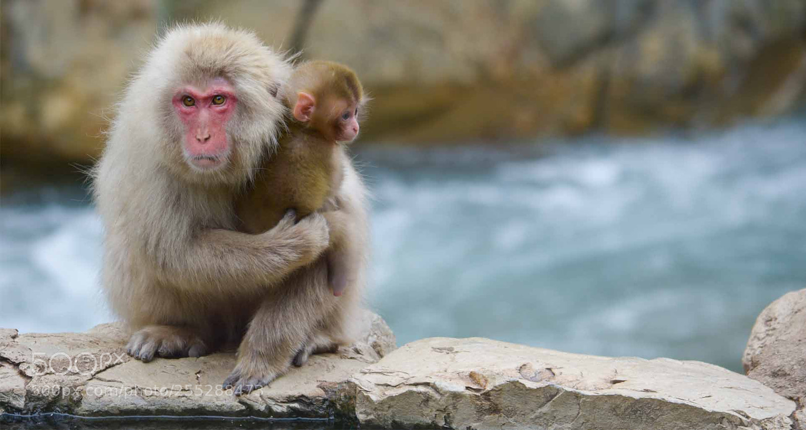 Nikon D7100 sample photo. Paradise of the monkeys photography