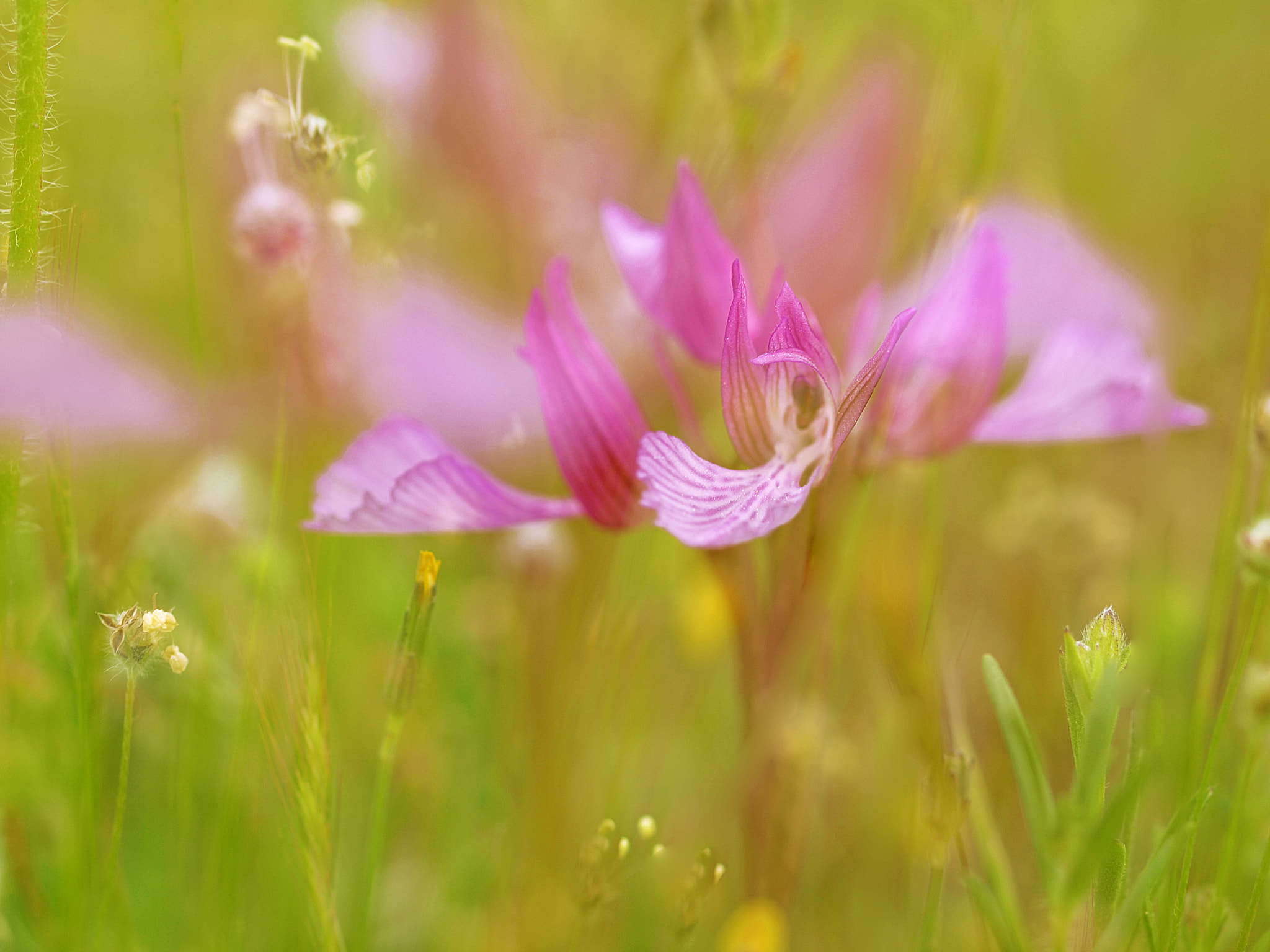 Olympus E-30 sample photo. Orquideas photography