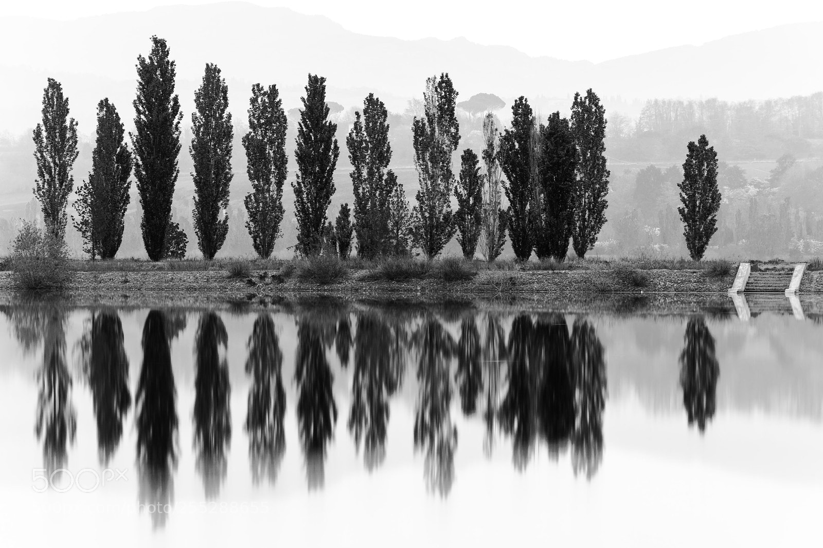 Nikon D5200 sample photo. Populus nigra italica photography