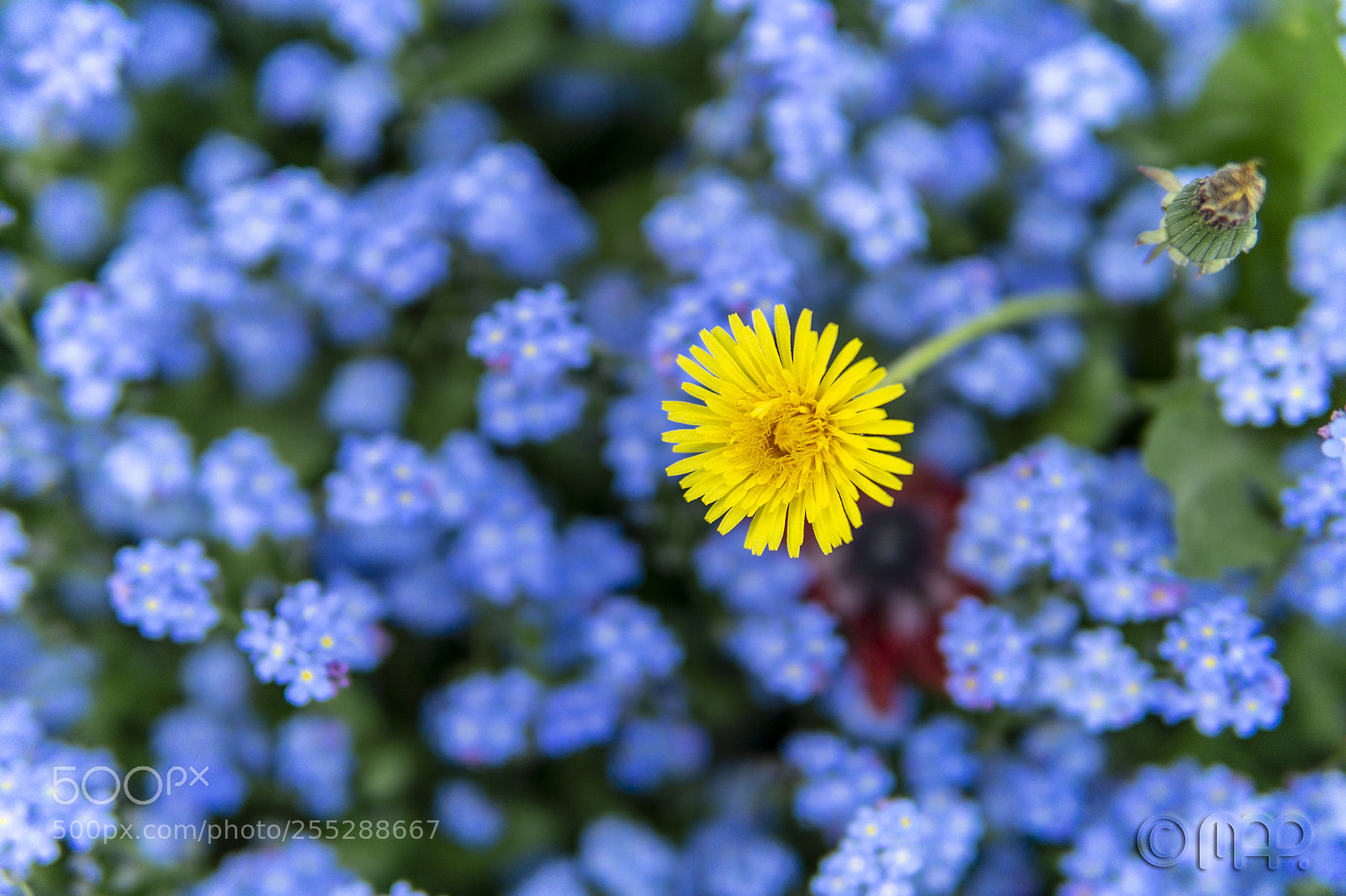 Sony a6000 sample photo. Flower photography