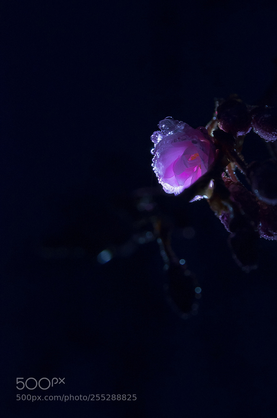 Pentax K-5 IIs sample photo. Rain-drops photography