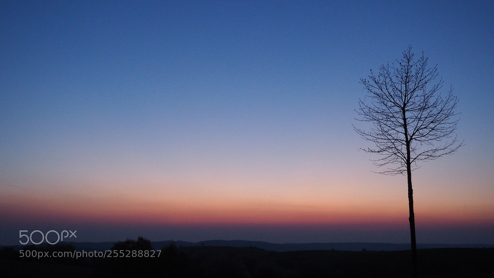 Olympus OM-D E-M10 II sample photo. Morning sun photography