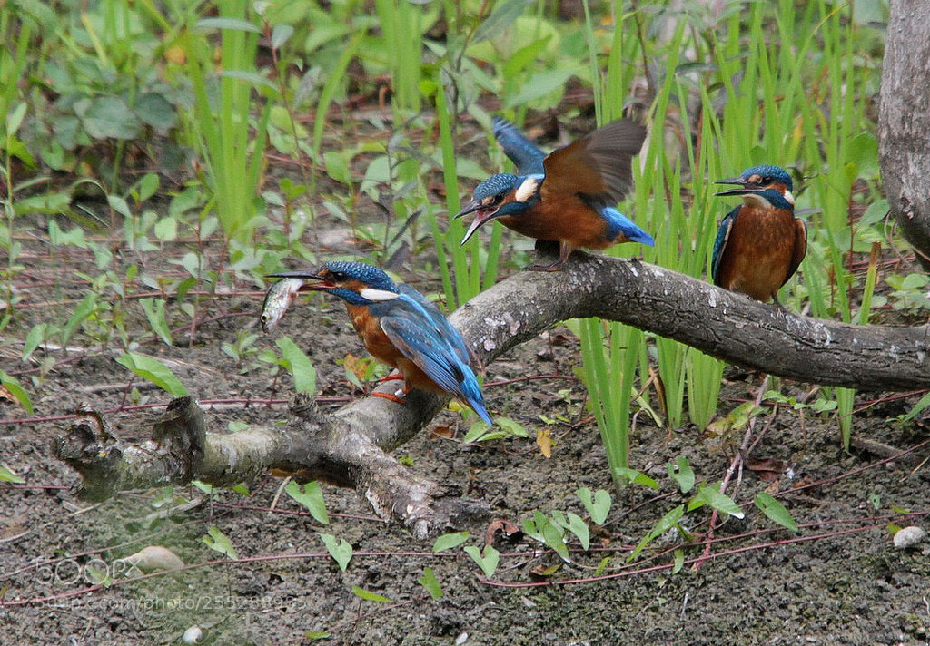 Canon EOS 7D sample photo. Martin-p cheur d'europe alcedo photography