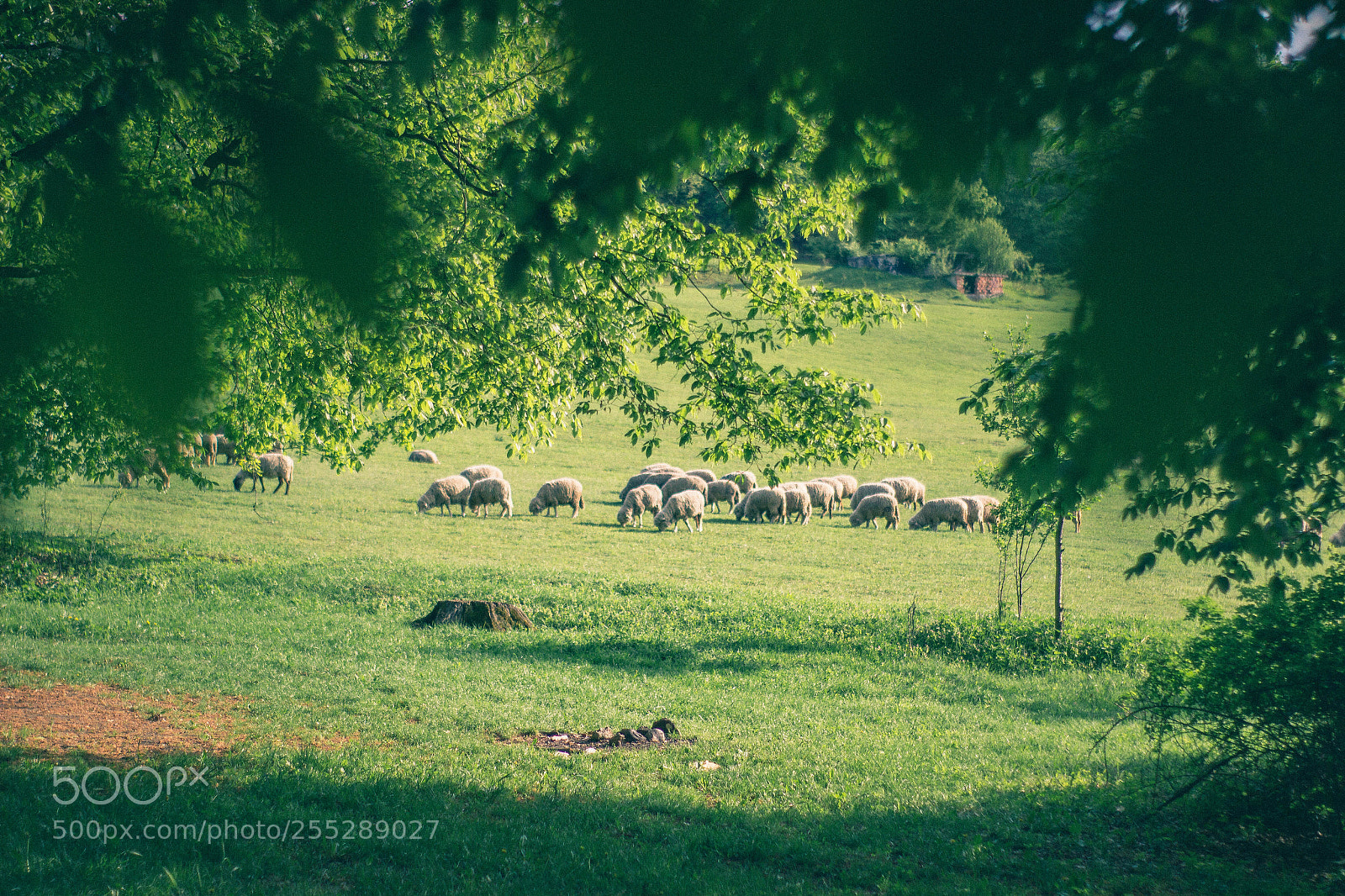 Canon EOS 600D (Rebel EOS T3i / EOS Kiss X5) sample photo. Sheeps on the field!!! photography