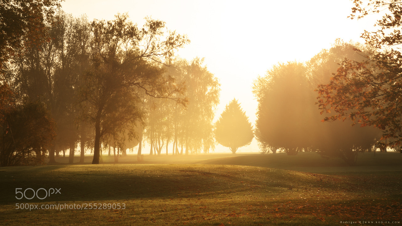 Canon EOS 6D sample photo. Autumn in burgundy photography
