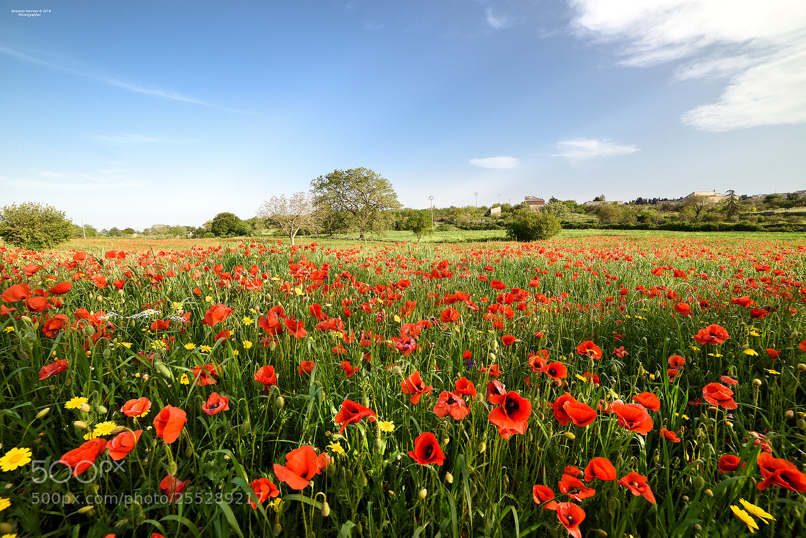 Nikon D810 sample photo. Una esplosione di colori photography