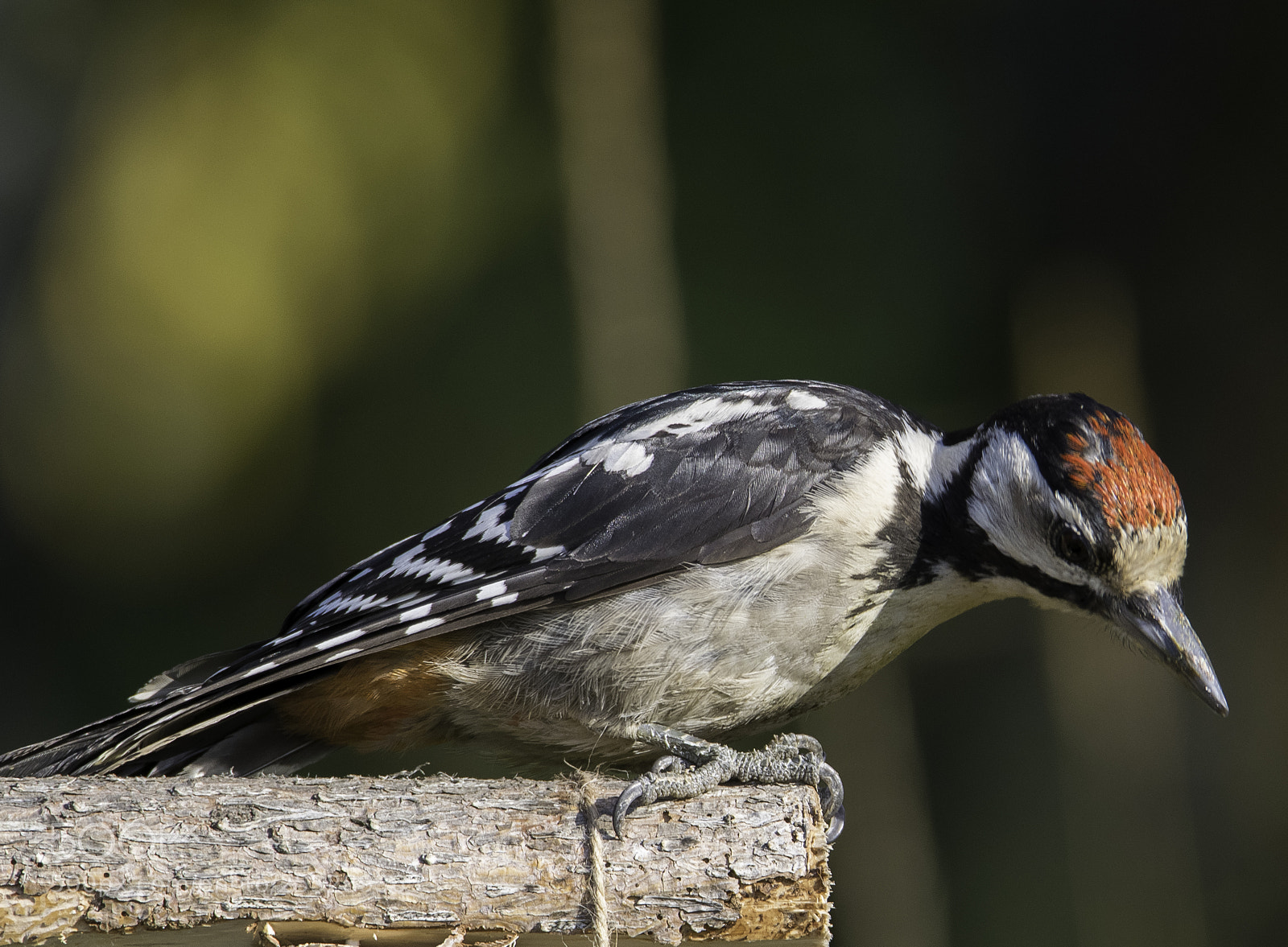 Nikon D5300 sample photo. Great spotted woodpecker strre photography