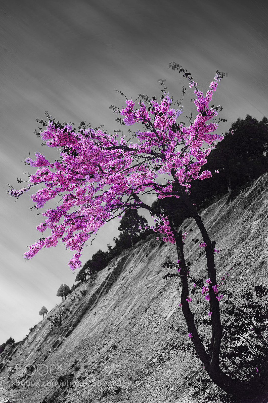 Canon EOS 6D Mark II sample photo. Tree on a hill photography