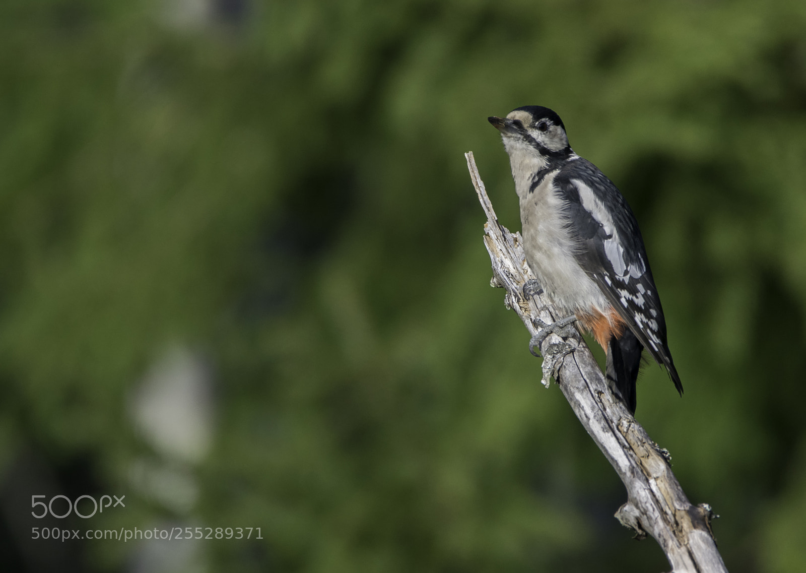 Nikon D5300 sample photo. Great spotted woodpecker strre photography