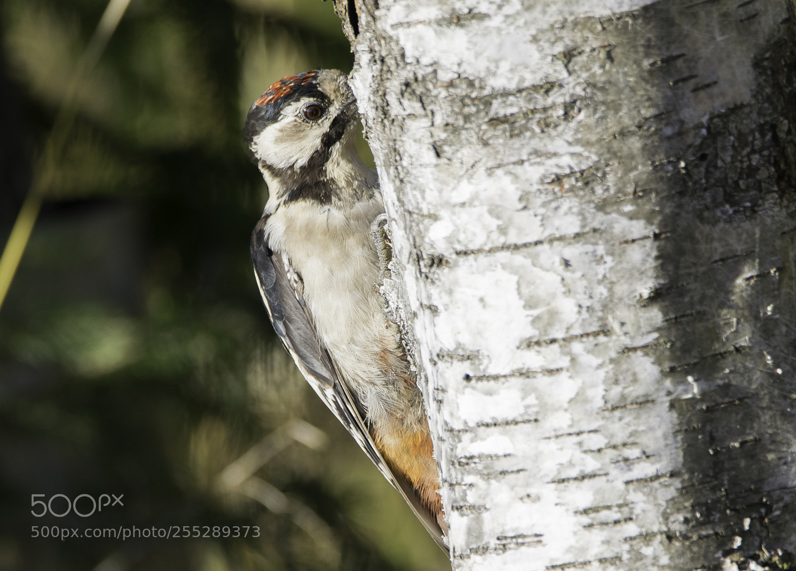 Nikon D5300 sample photo. Great spotted woodpecker strre photography