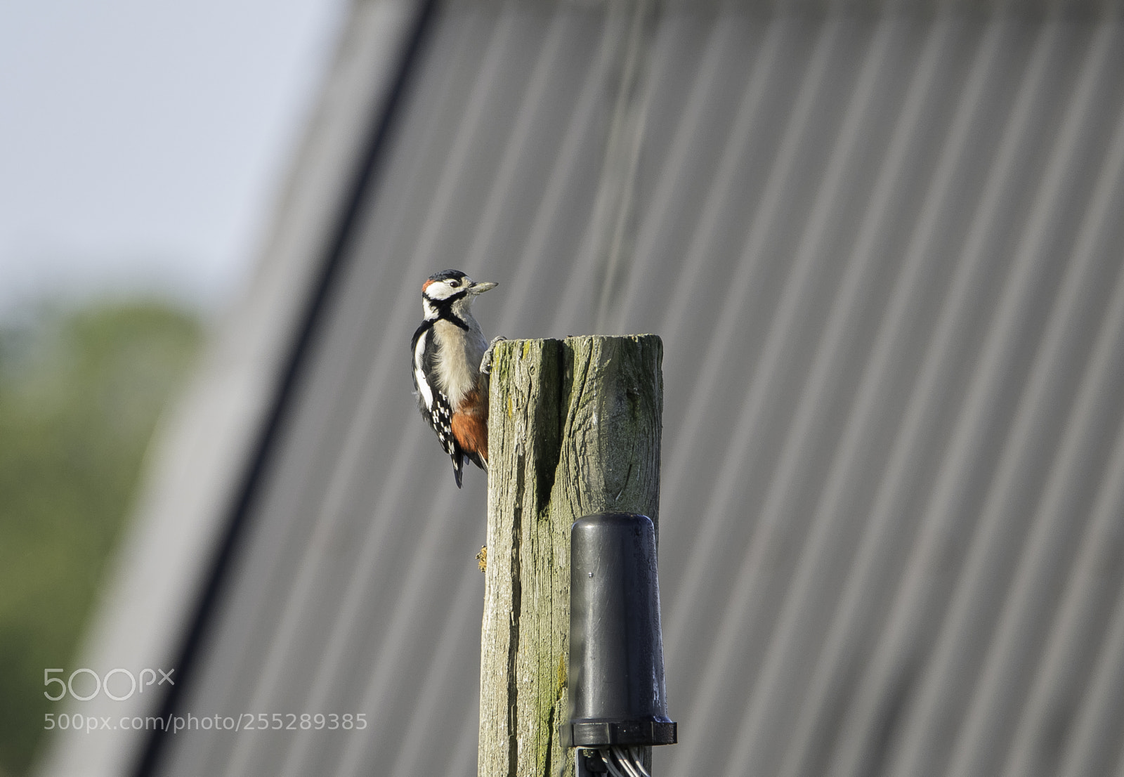 Nikon D5300 sample photo. Great spotted woodpecker strre photography