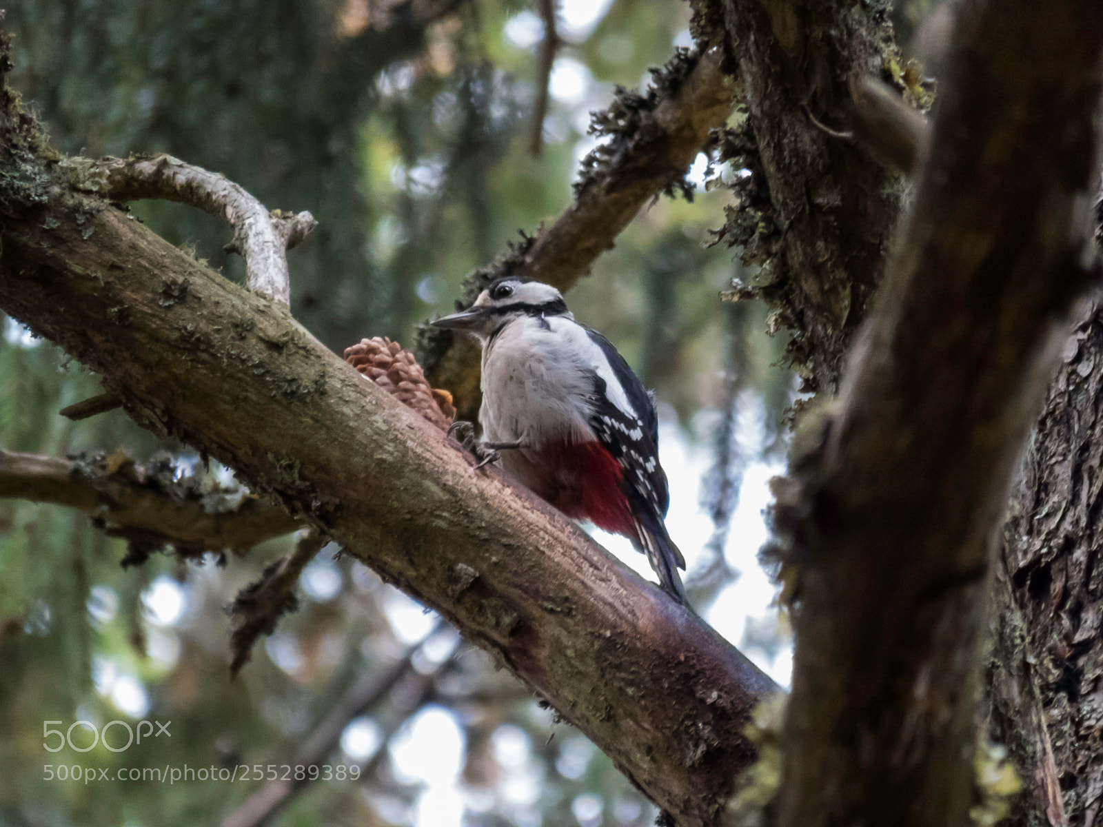 Canon PowerShot SX60 HS sample photo. Great spotted woodpecker strre photography