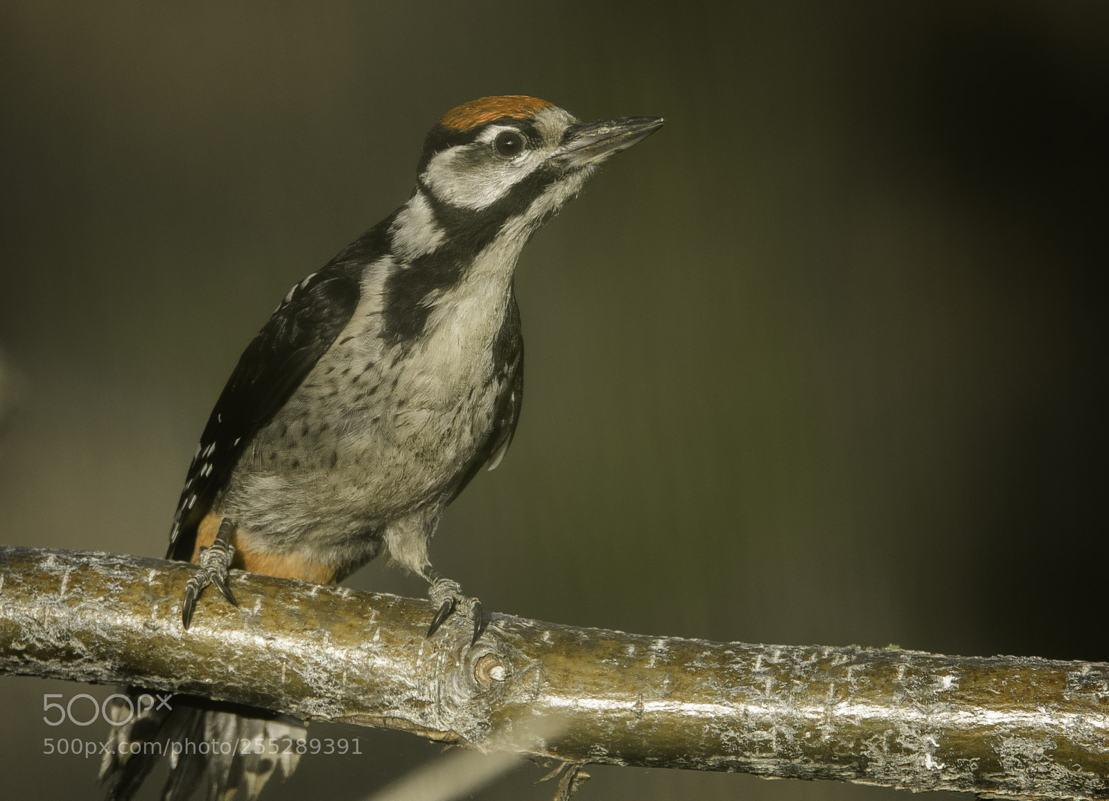 Nikon D5300 sample photo. Great spotted woodpecker strre photography