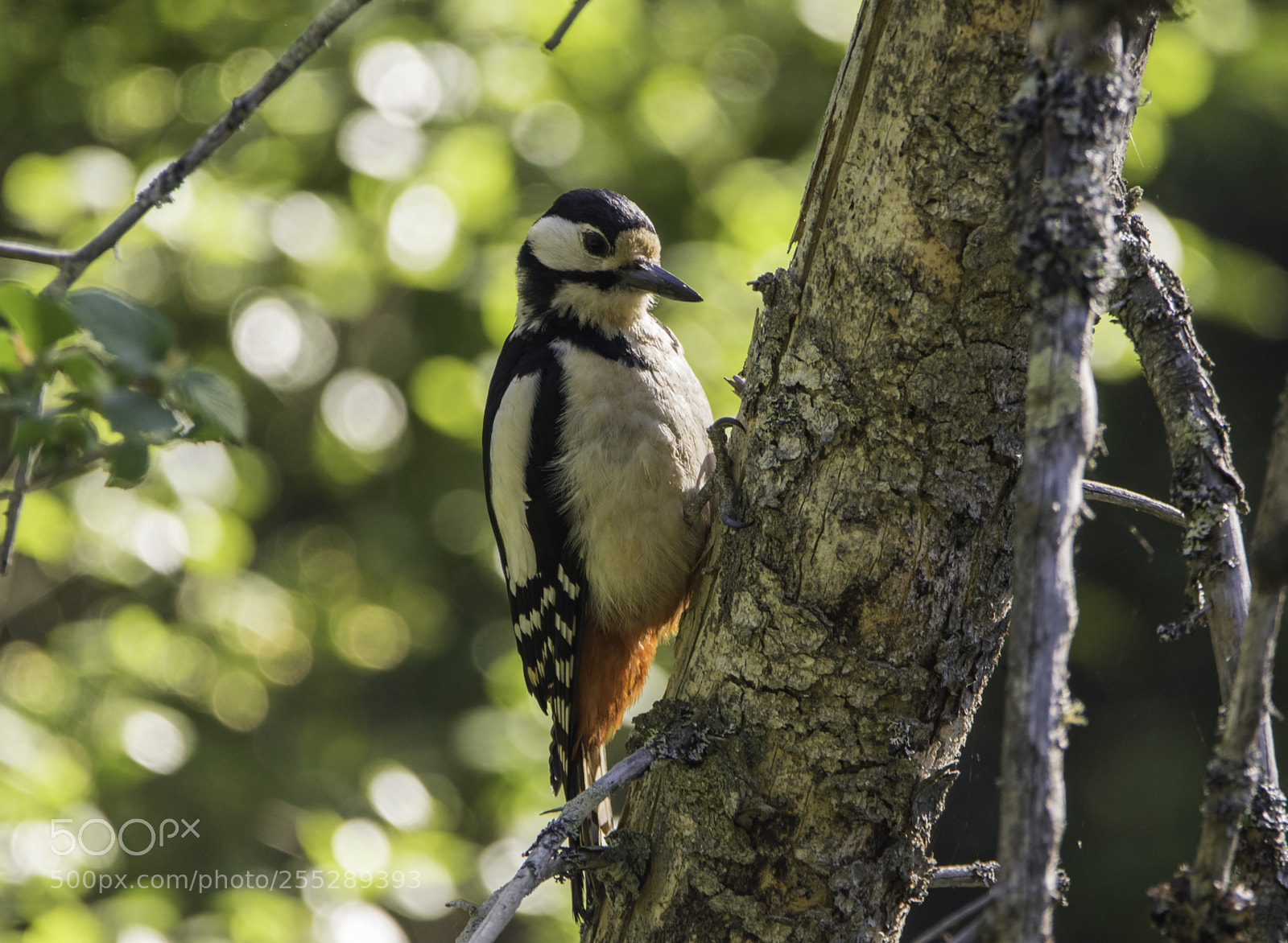 Nikon D5300 sample photo. Great spotted woodpecker strre photography